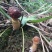 贵州沿河塘坝野生香菌