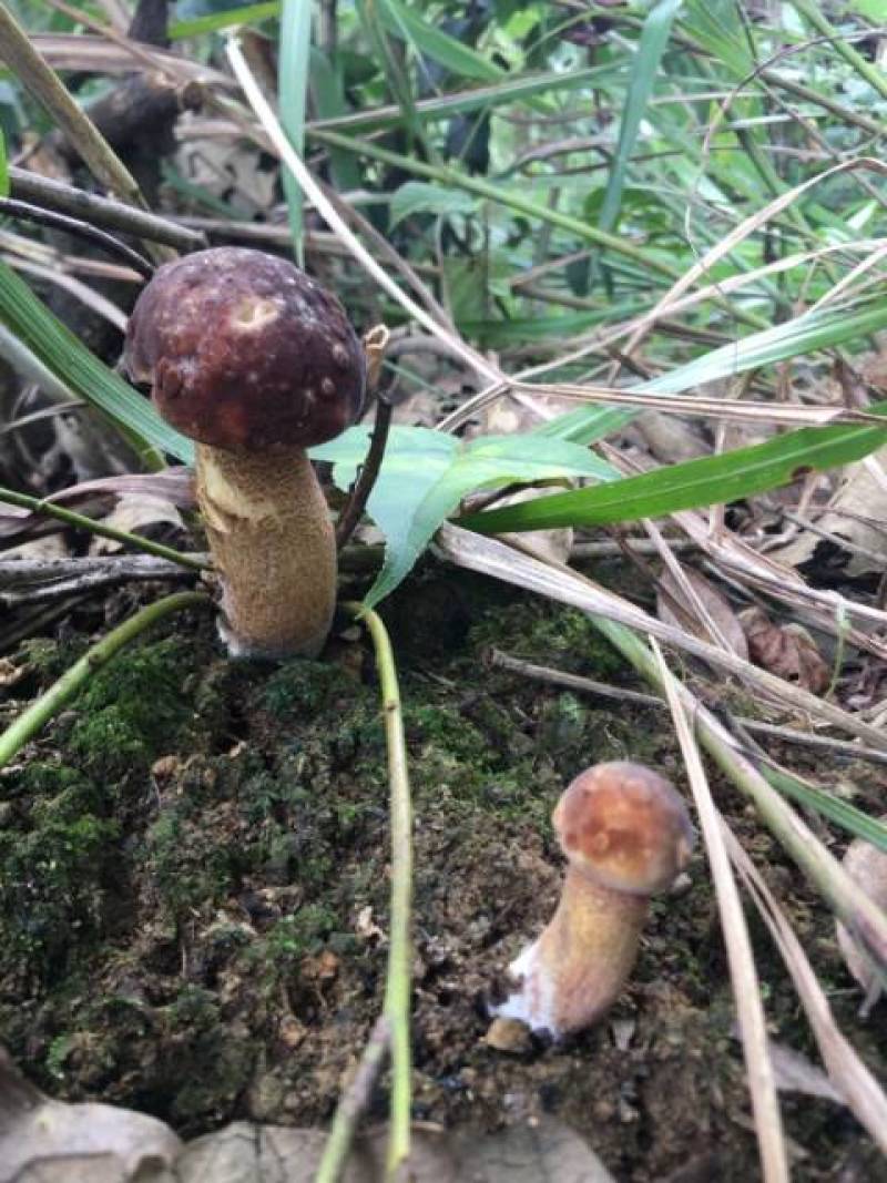 贵州沿河塘坝野生香菌