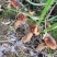 贵州沿河塘坝野生香菌