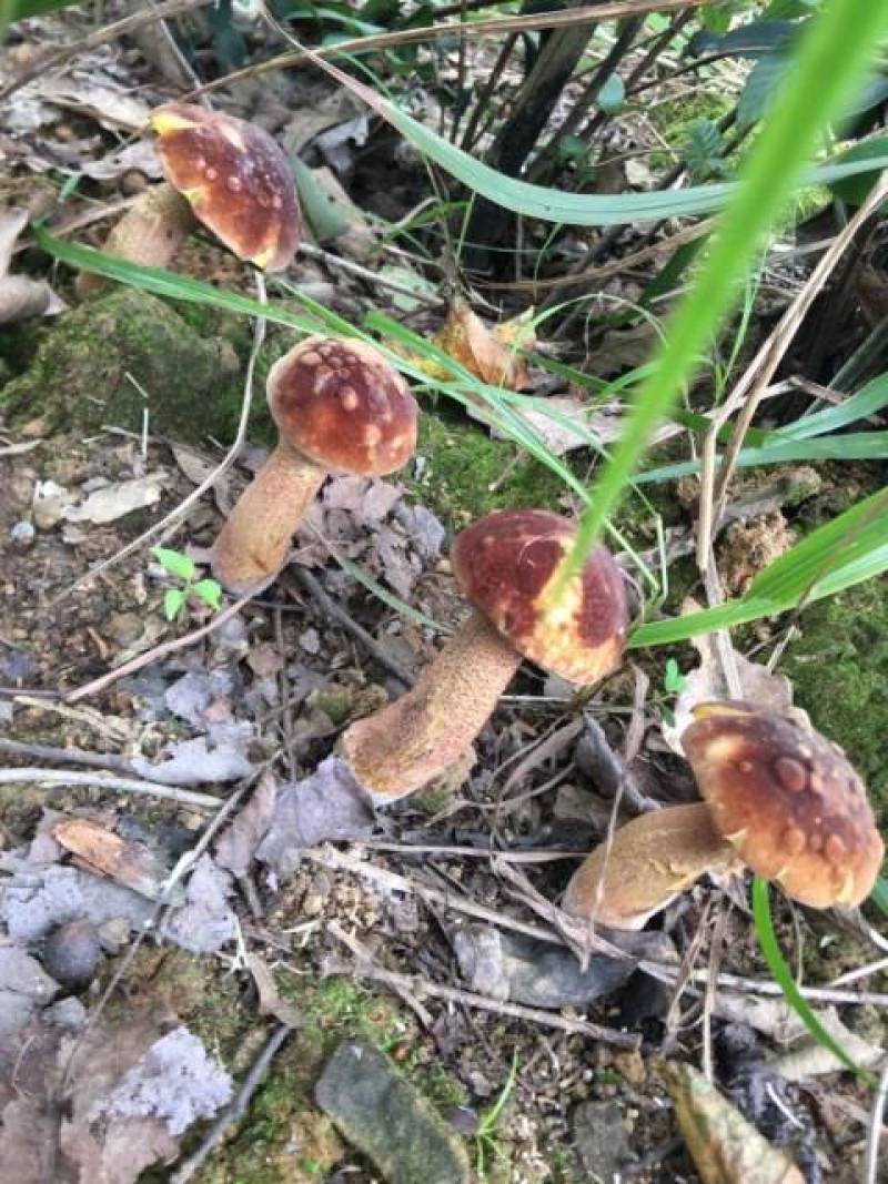 贵州沿河塘坝野生香菌