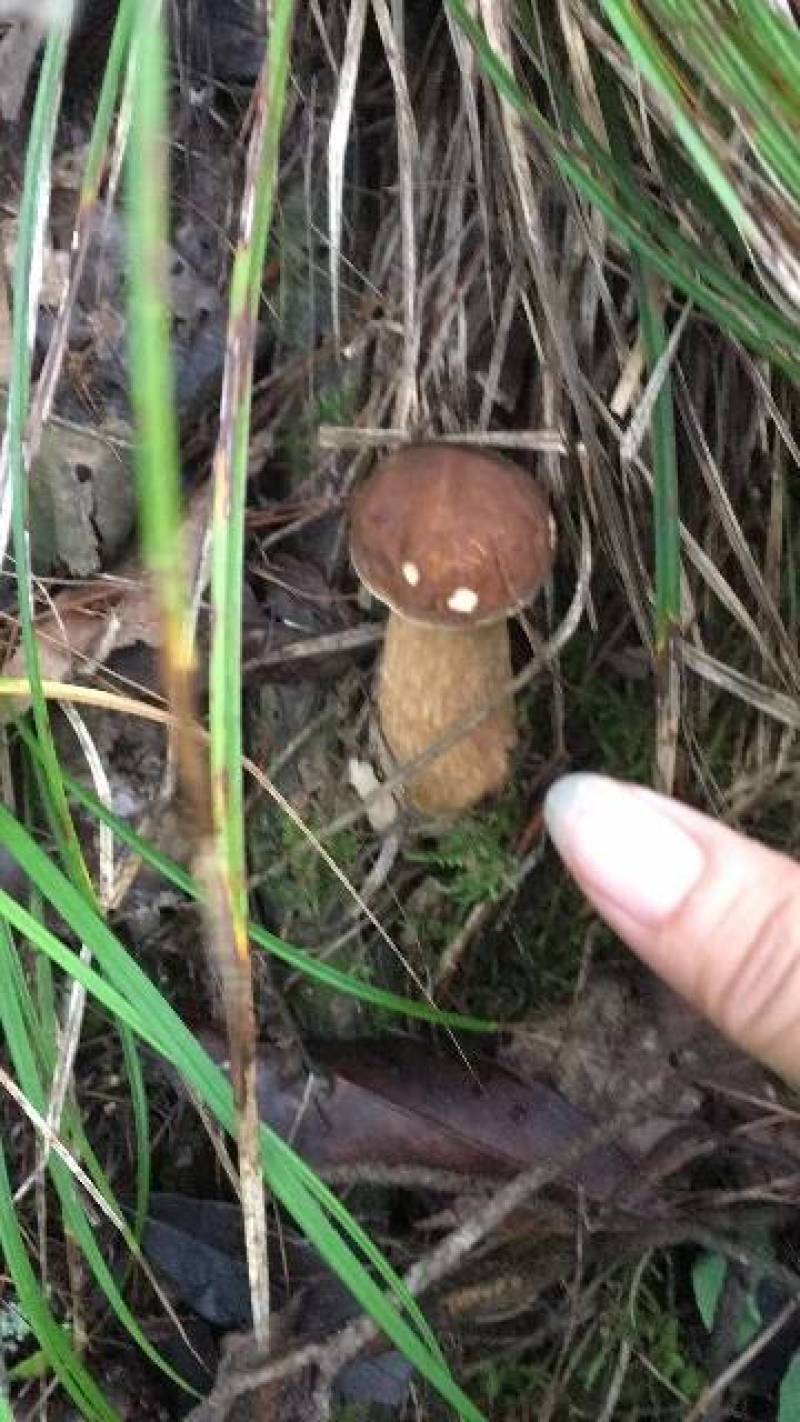 贵州沿河塘坝野生香菌