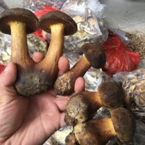贵州沿河塘坝野生香菌