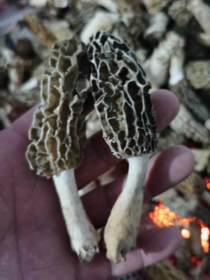 羊肚菌