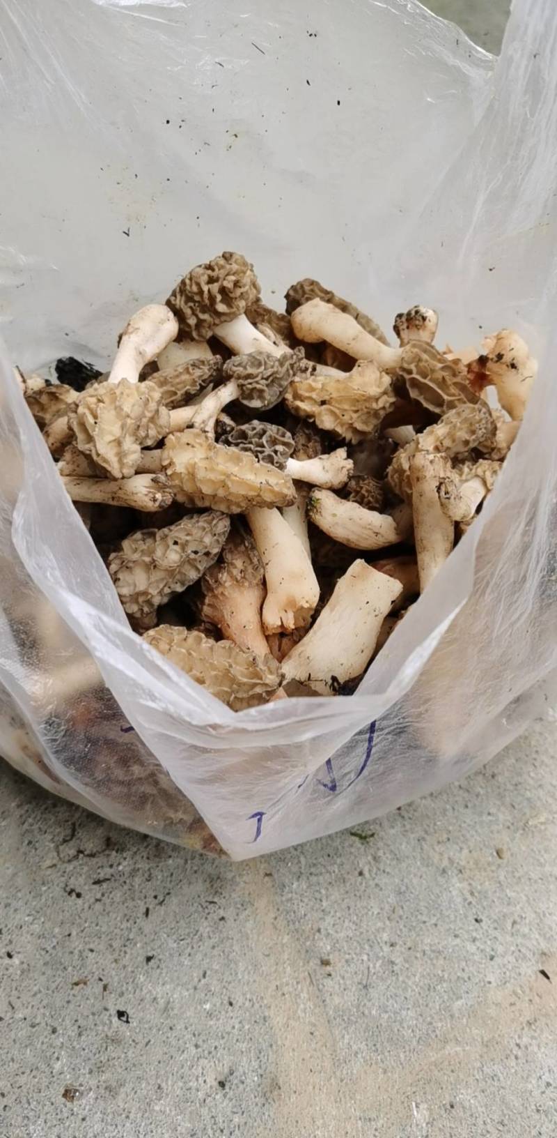 羊肚菌
