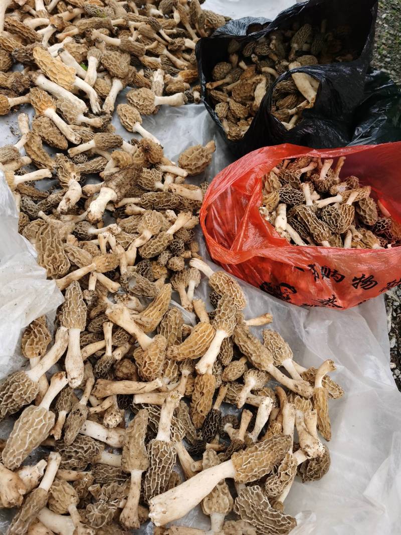 羊肚菌
