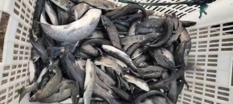 螺丝青4斤左右钓场专用皮毛好成活高