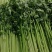 山东泰安市精品香芹，优质香芹，粗细均匀。