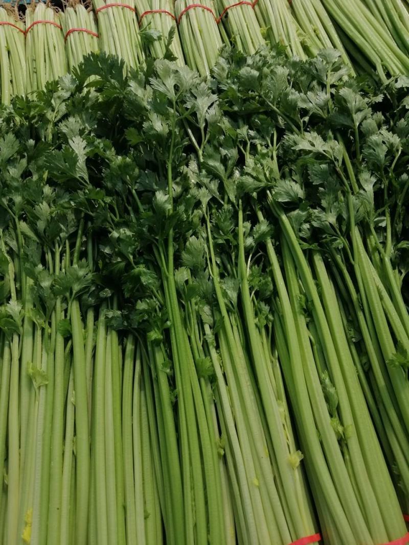 山东泰安市精品香芹，优质香芹，粗细均匀。