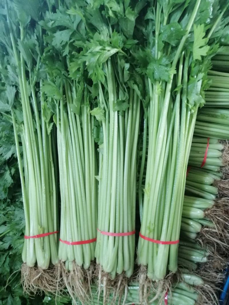 山东泰安市精品香芹，优质香芹，粗细均匀。