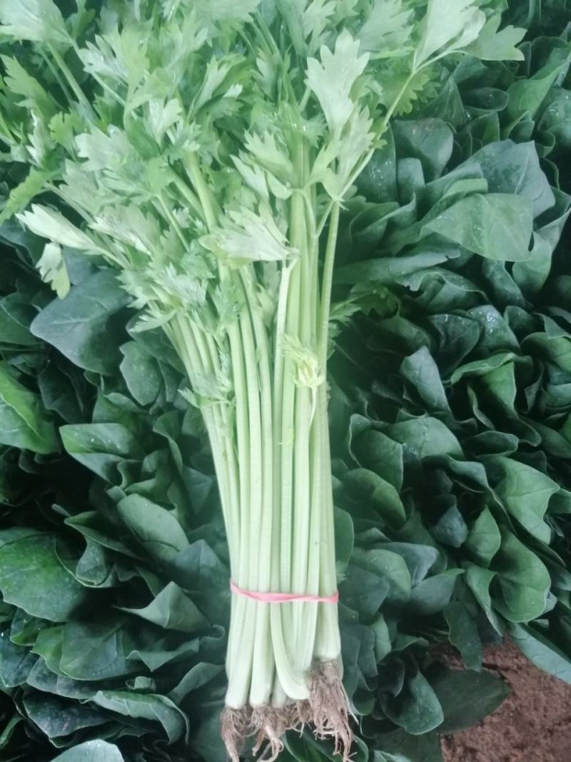 山东泰安市精品香芹，优质香芹，粗细均匀。