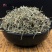 天然野生半边莲新鲜新货包邮半边花细米草中药材无硫中草药店