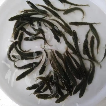 出售：5-7公分黑鱼苗(黑鱼，生鱼)品种优良，易养殖！