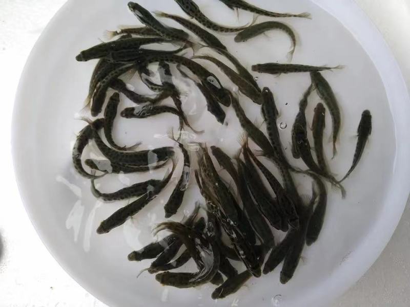 出售：5-7公分黑鱼苗(黑鱼，生鱼)品种优良，易养殖！