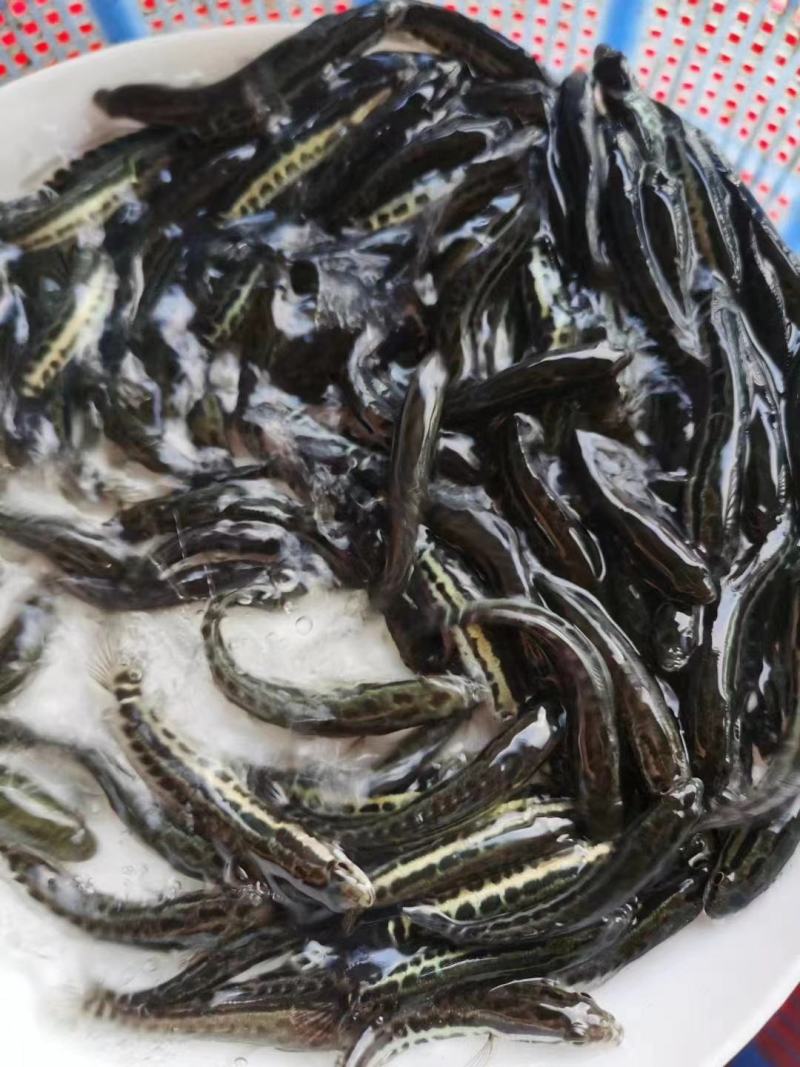 出售：5-7公分黑鱼苗(黑鱼，生鱼)品种优良，易养殖！