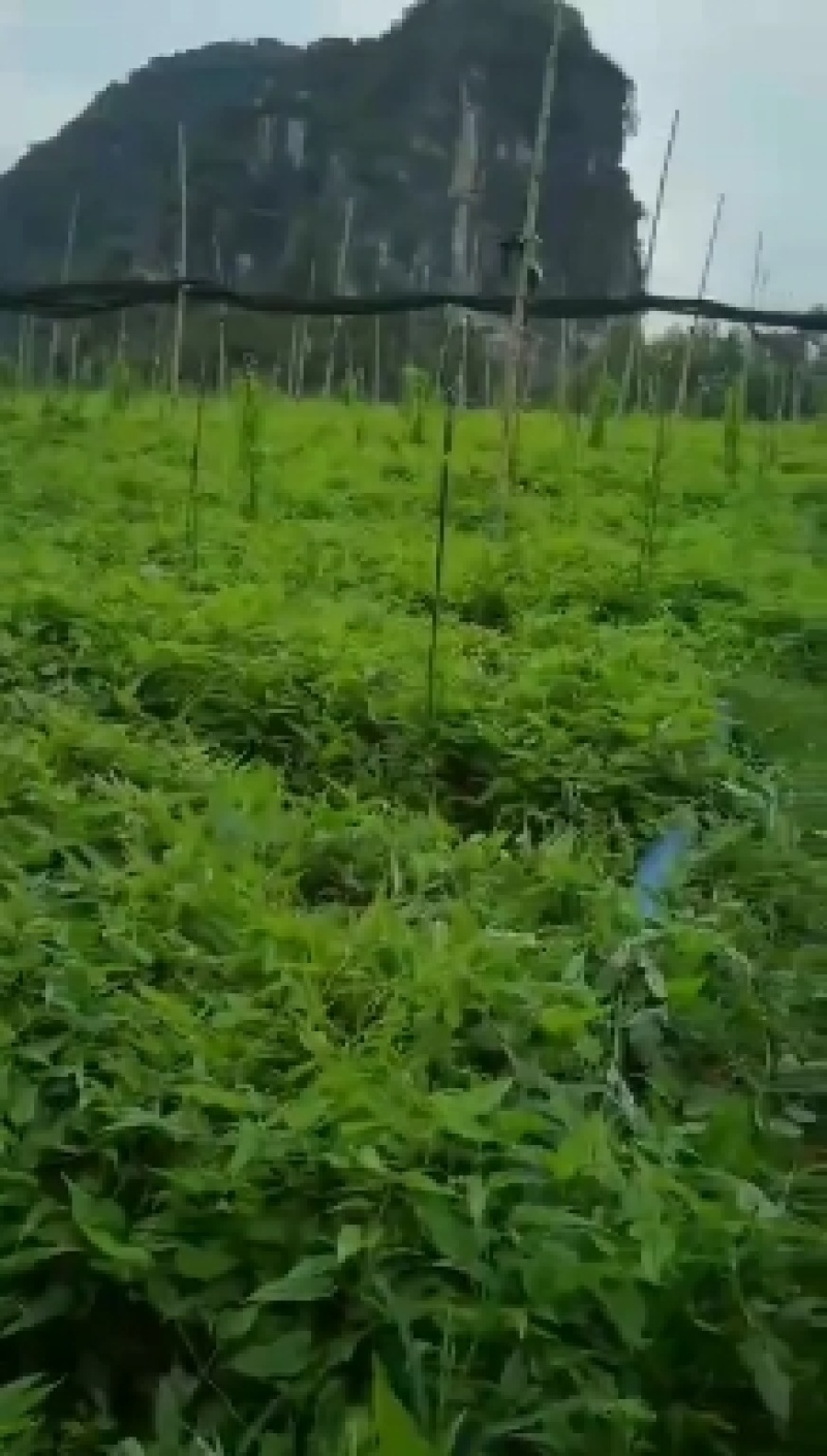 云南对叶百部种子苗（批发零售良种百部苗）