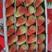 双流小红盒，十盒一大板，云南高原蒙特瑞四季草莓，供货稳定