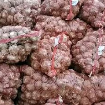 鲜蒜，脱水蒜，蒜米料，大混迹，精品大蒜，需要详谈，