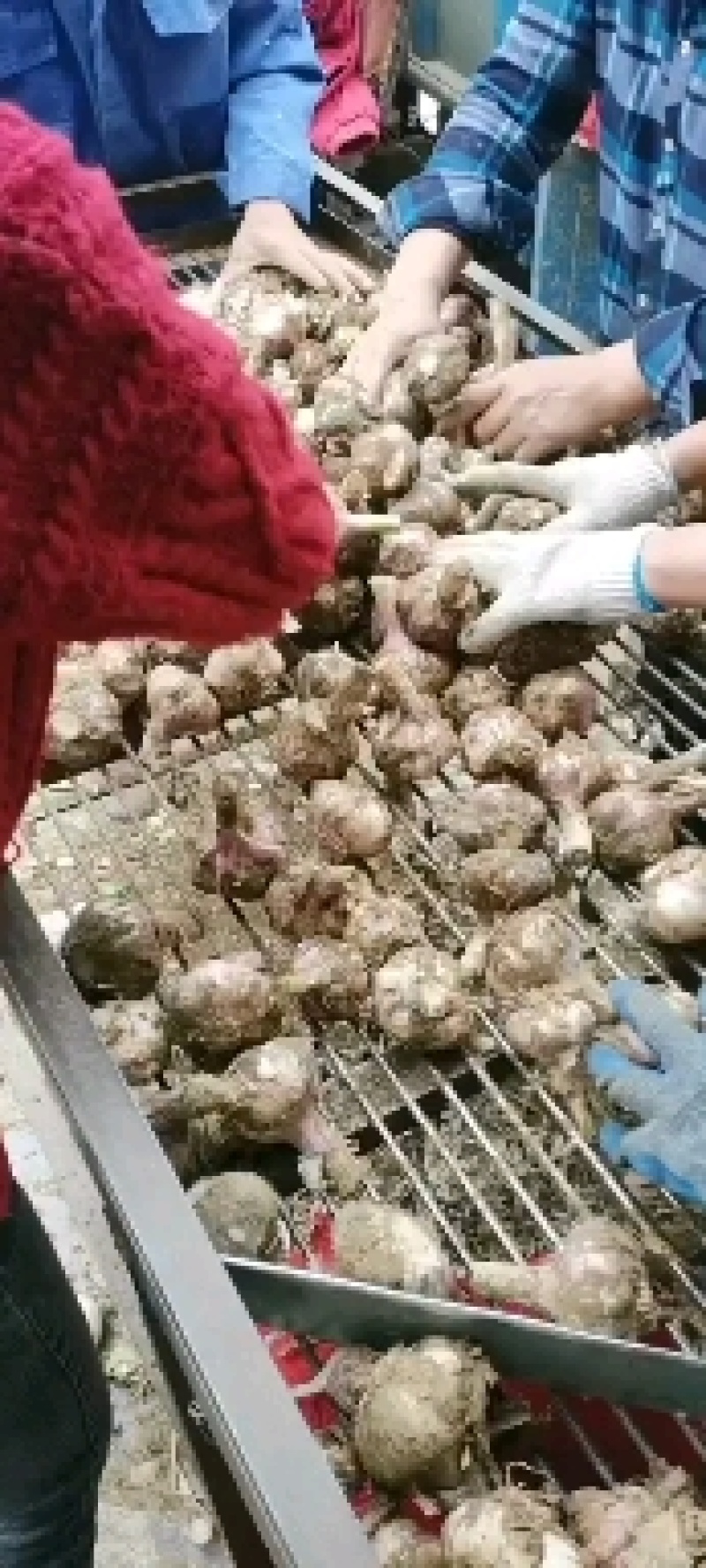 鲜蒜，脱水蒜，蒜米料，大混迹，精品大蒜，需要详谈，