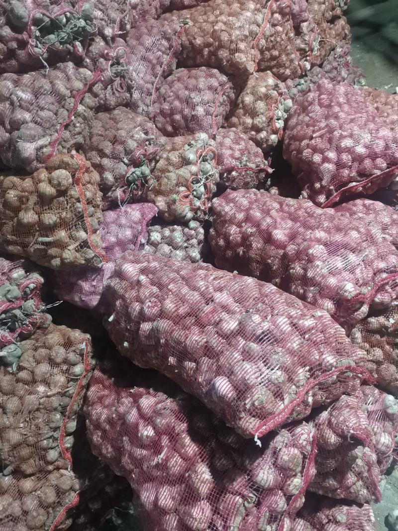 鲜蒜，脱水蒜，蒜米料，大混迹，精品大蒜，需要详谈，