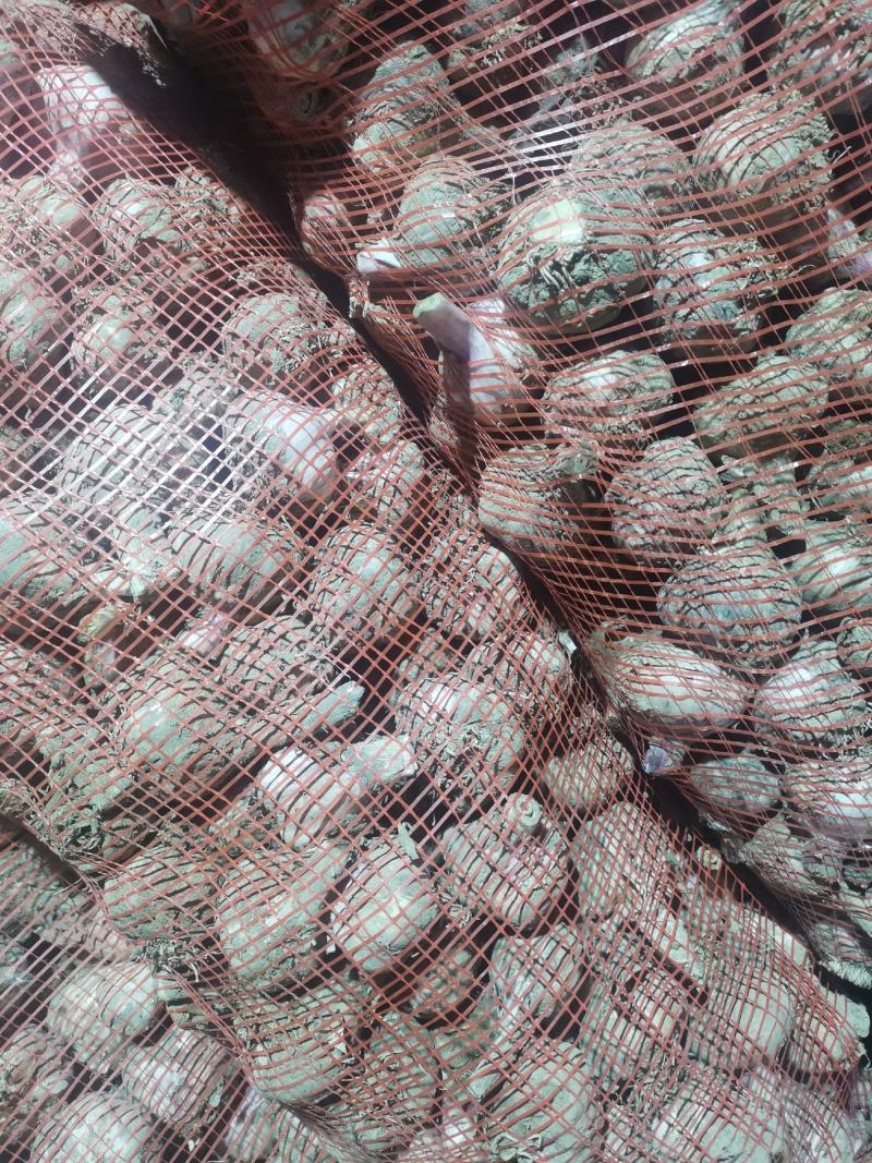 鲜蒜，脱水蒜，蒜米料，大混迹，精品大蒜，需要详谈，