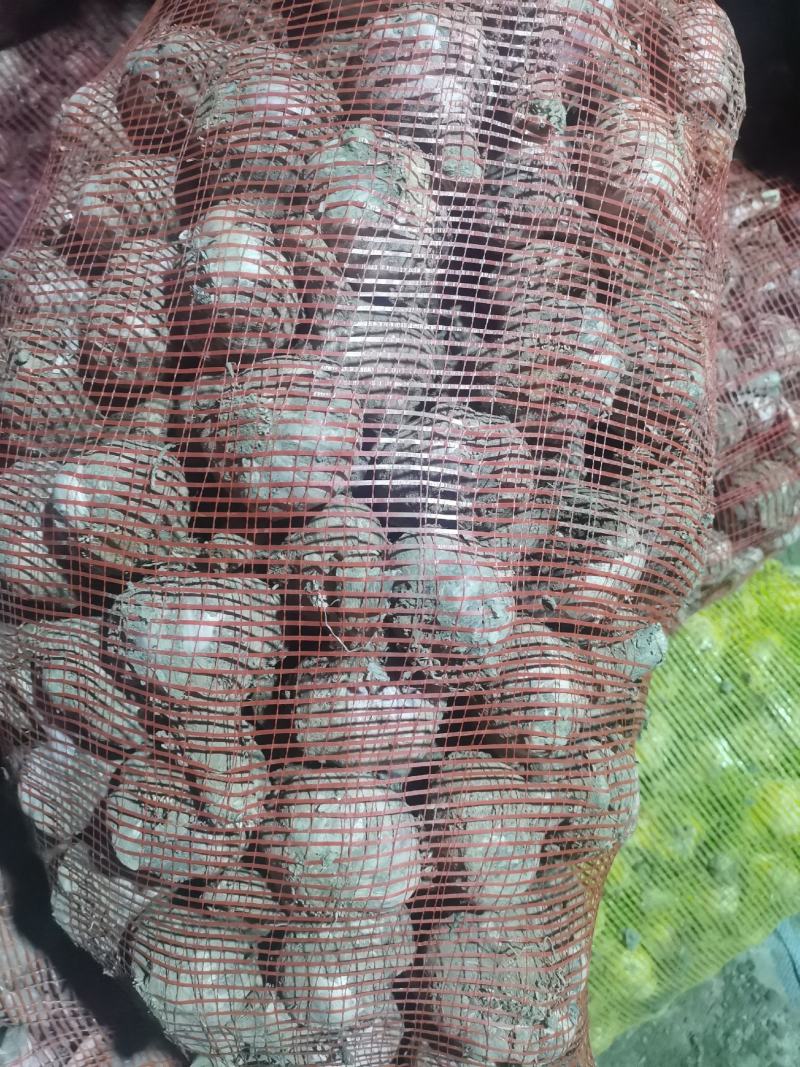 鲜蒜，脱水蒜，蒜米料，大混迹，精品大蒜，需要详谈，