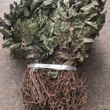 不出林中药材矮地茶野生叶底珠叶下红热销紫金牛500g