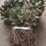 不出林中药材矮地茶野生叶底珠叶下红热销紫金牛500g