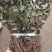 不出林中药材矮地茶野生叶底珠叶下红热销紫金牛500g