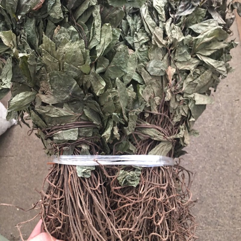 不出林中药材矮地茶野生叶底珠叶下红热销紫金牛500g