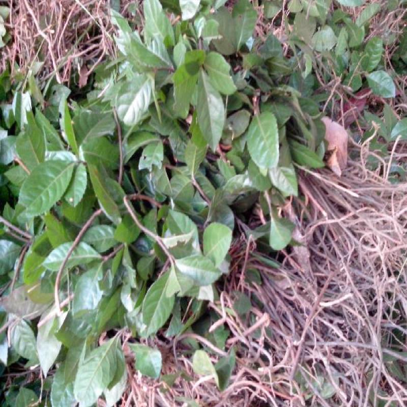 不出林中药材矮地茶野生叶底珠叶下红热销紫金牛500g