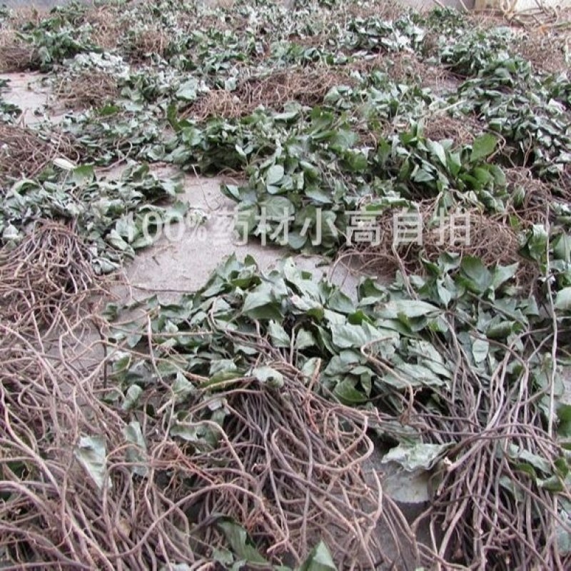不出林中药材矮地茶野生叶底珠叶下红热销紫金牛500g