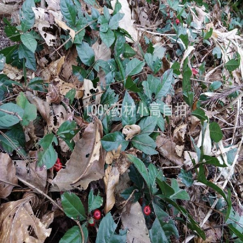 不出林中药材矮地茶野生叶底珠叶下红热销紫金牛500g