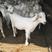 美国白山羊头胎二胎孕羊，种公羊全国包邮，多胎多羔