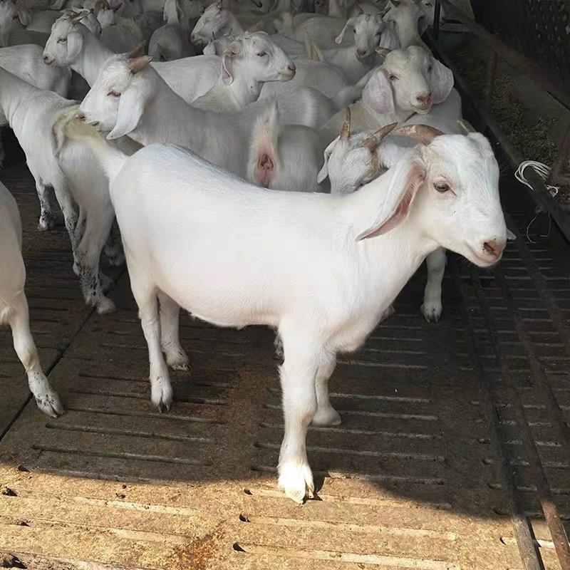 美国白山羊头胎二胎孕羊，种公羊全国包邮，多胎多羔