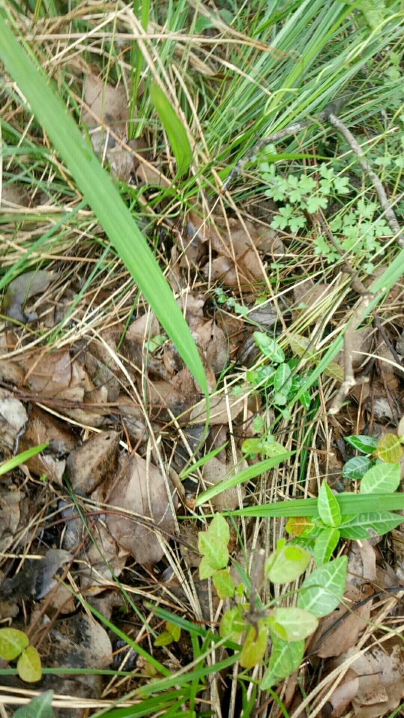 独脚仙茅，棕包脚，纯野生的药材，现挖现发，一手货源，