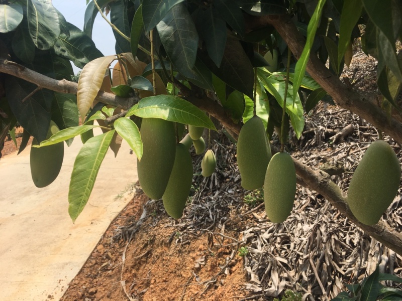 百色田阳红象牙芒果大量现货，有需要的联系我量大从优全国发