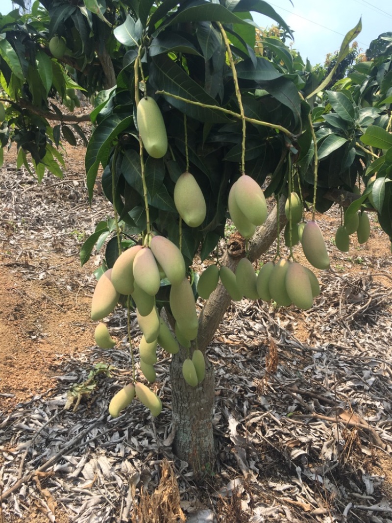 百色田阳红象牙芒果大量现货，有需要的联系我量大从优全国发