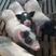批发巴马香猪2000头现货猪苗商品猪怀孕母猪全国货到付款