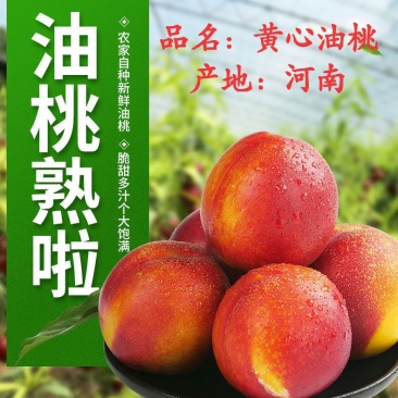 油桃，曙光油桃，黄心油桃，桃子，产地直发电商一件代发