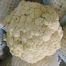有机花，河北邯郸精品有机花大量上市，可散装，可装箱，