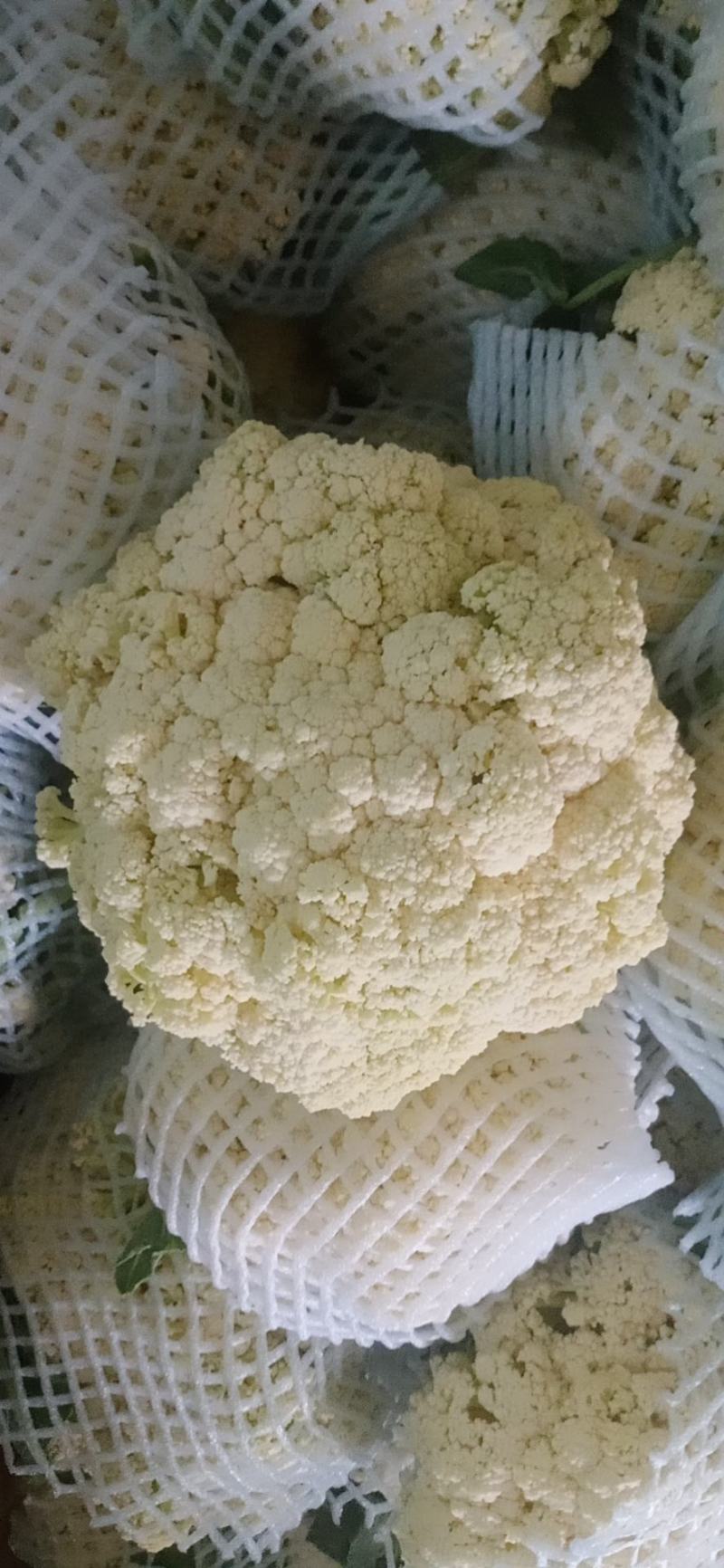 有机花，河北邯郸精品有机花大量上市，可散装，可装箱，
