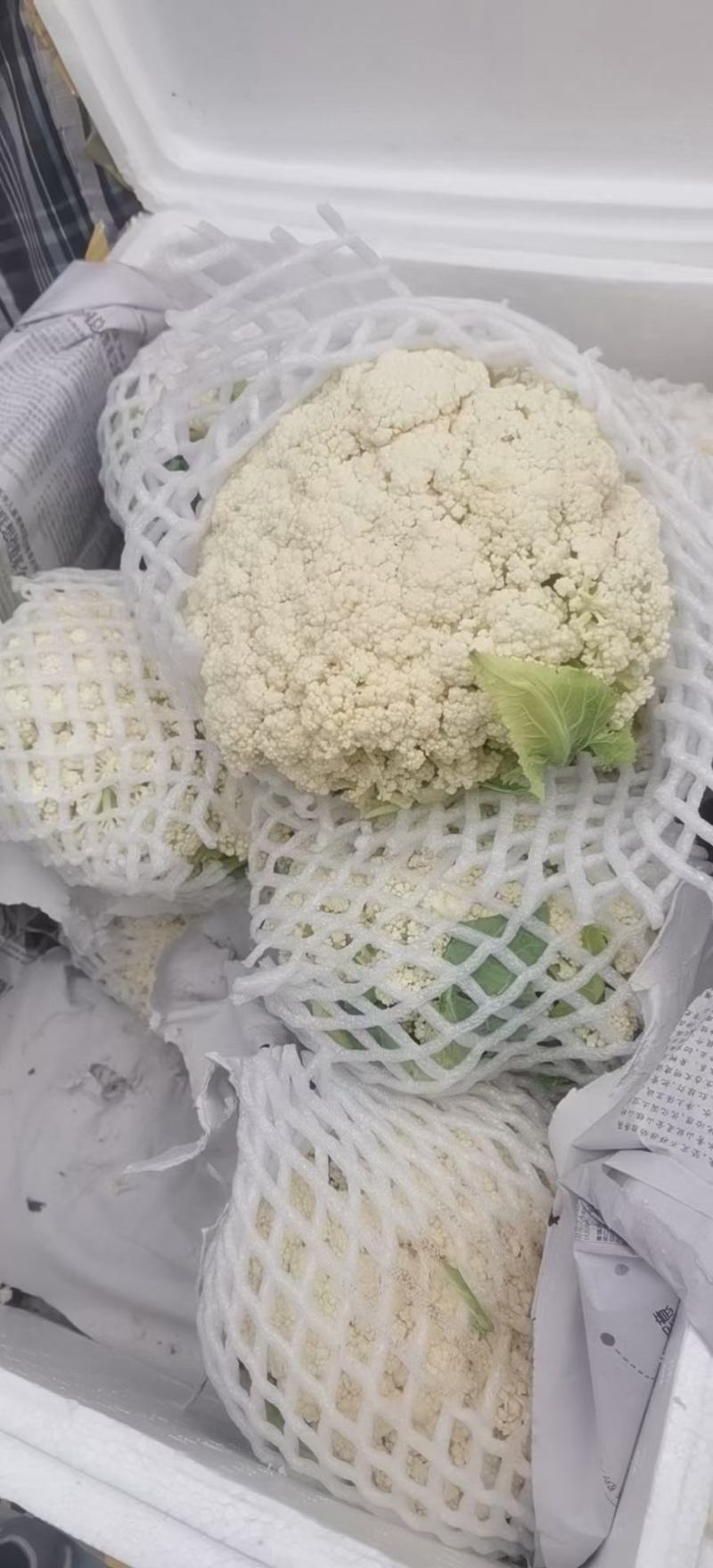 有机花，河北邯郸精品有机花大量上市，可散装，可装箱，