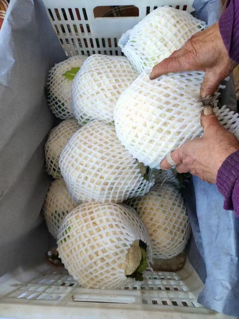 有机花，河北邯郸精品有机花大量上市，可散装，可装箱，