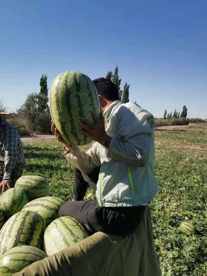 新疆西瓜，吐鲁番金城5号，含糖量13，7公斤起步全国代发