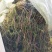 穗花狐尾藻（大头翁）（红头草）（红冠藻）绿化养虾蟹都可