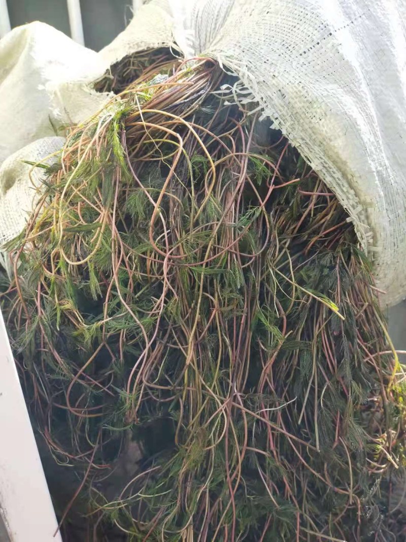 穗花狐尾藻（大头翁）（红头草）（红冠藻）绿化养虾蟹都可