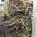 穗花狐尾藻（大头翁）（红头草）（红冠藻）绿化养虾蟹都可