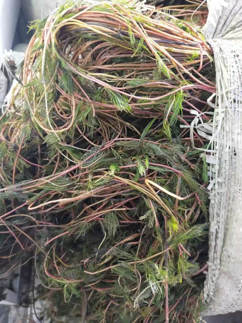 穗花狐尾藻（大头翁）（红头草）（红冠藻）绿化养虾蟹都可