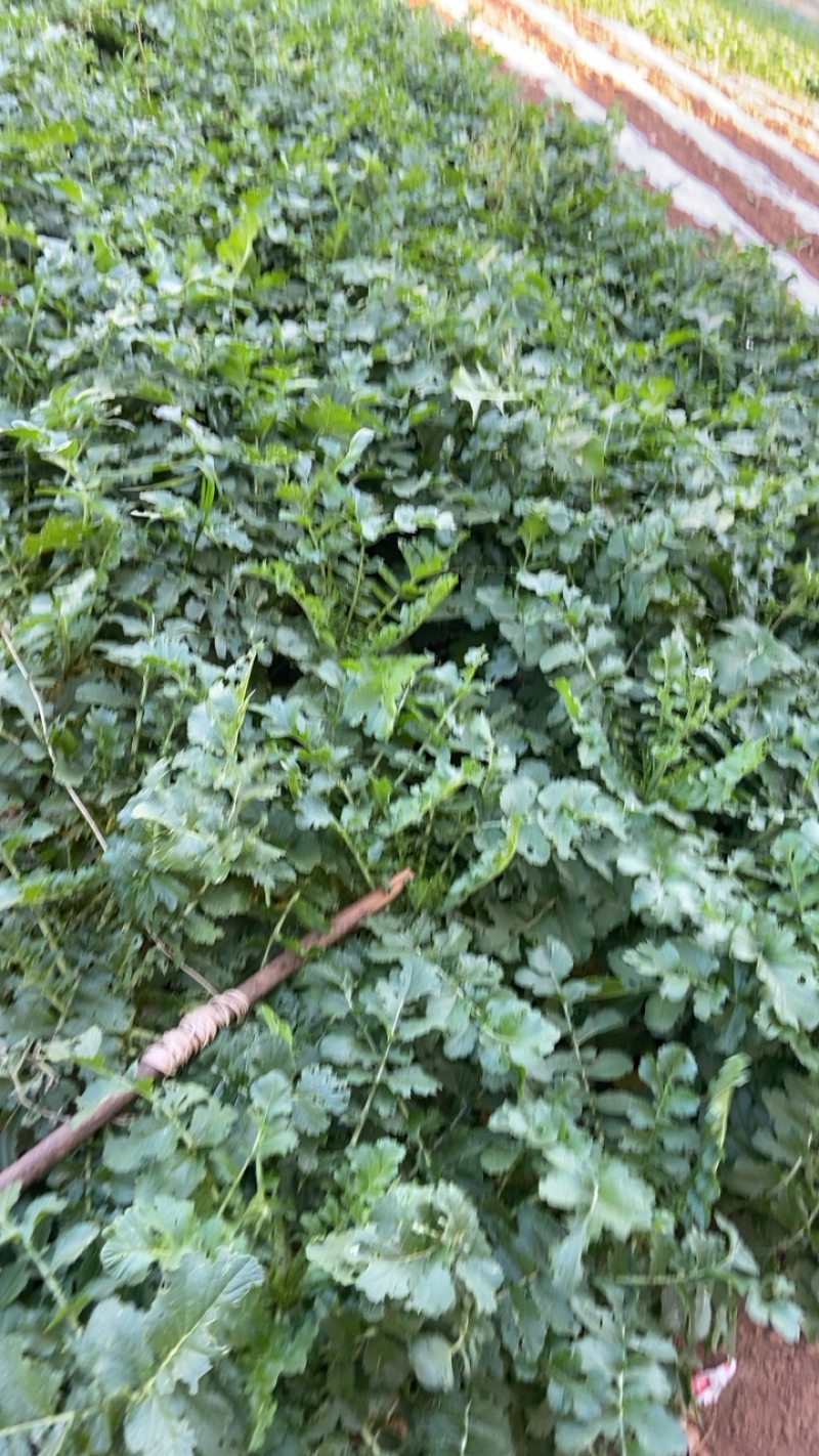 精品白萝卜产地直供全国发货装车一条龙服务