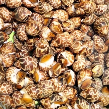 大花螺无冰鲜活速冻贝类花螺无臭子东风螺烧烤火锅食材